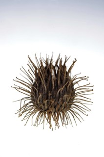 Burdock