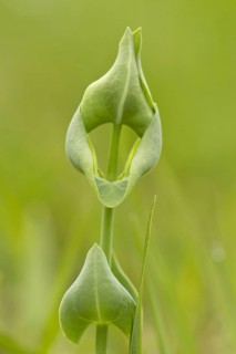 Yellow-wort
