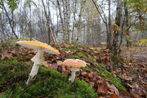 Fruiting body of fly agaric