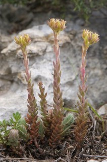 Tripmadam Rock stonecrop