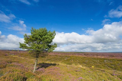 View of moorland habitat with flowering Common Heather