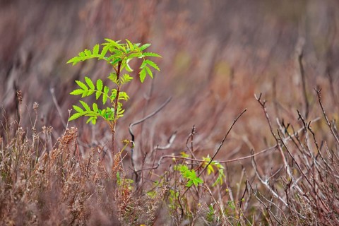 European rowan