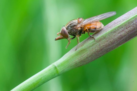 Beak hoverfly