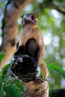 Brown Capuchin