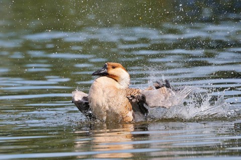 Swan Goose