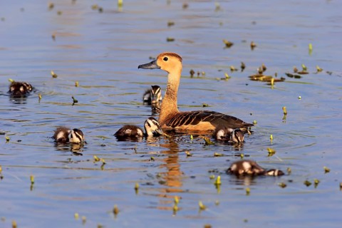 Lesser whistling duck