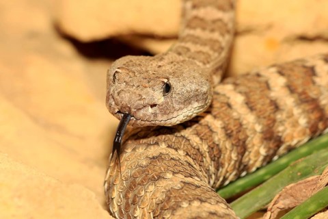 Prairie rattlesnake