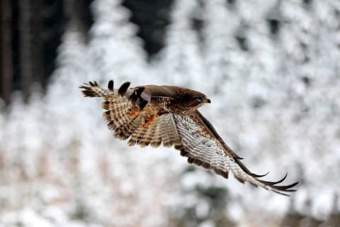 Common steppe buzzard