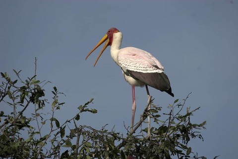 African glutton