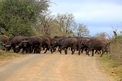 African buffalo