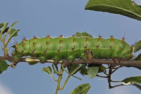 Emperor moth