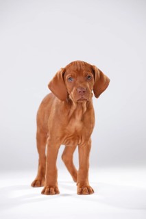 Shorthaired Hungarian Pointing Dog