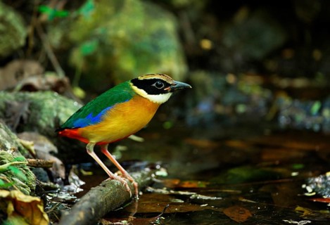 Blue-winged Pitta