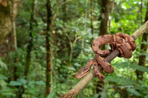 Corallus enydris