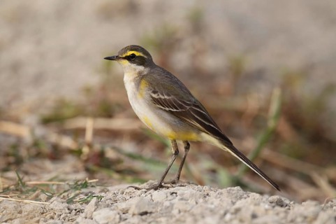 Eastern Yellow Wagtail