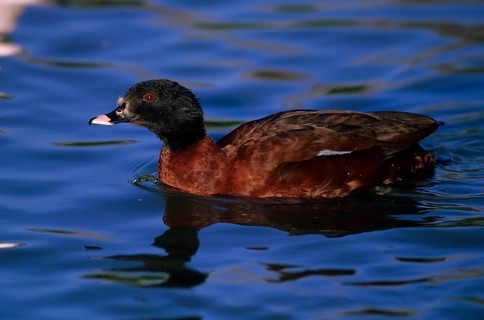 Hartlaub's Duck