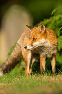 European Red Fox