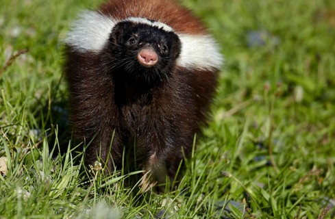 Patagonian Hog-nosed Skunk