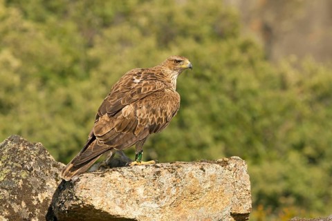 Bonelli's Eagle