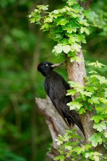 Black Woodpecker