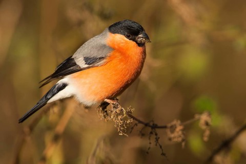 Eurasian bullfinch
