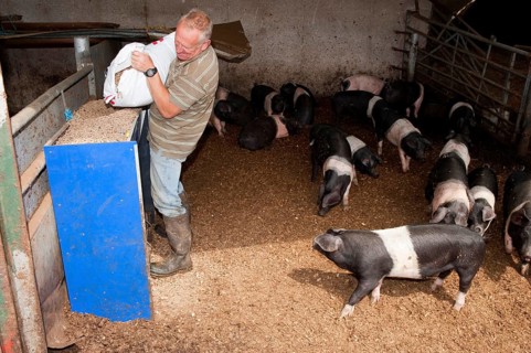 Pig farming