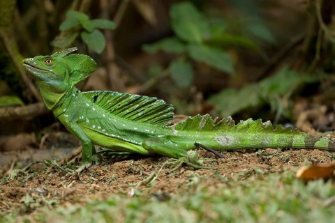 Plumed Basilisk