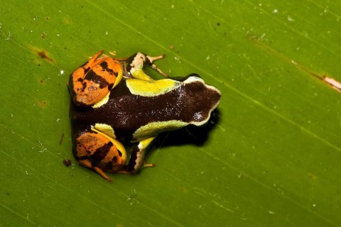 Madagascar Frog