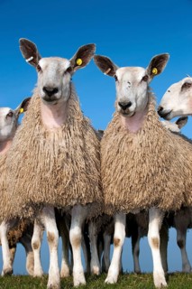 Domestic Sheep