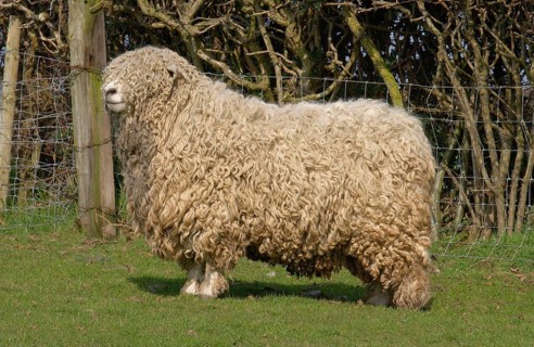 Domestic sheep