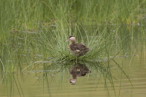 Red-billed Duck