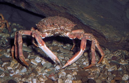 Crab