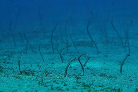 Pearl Eel