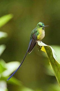 Violet-tailed sylph