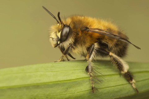 Hairy-footed Flower Bee