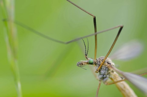 Crane fly