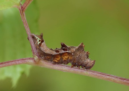 Hungarian glider caterpillar