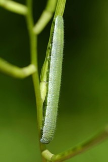 Orange-tip Butterfly