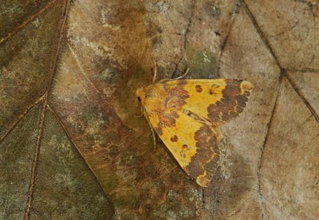 Barred sallow