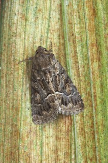 Straw Underwing
