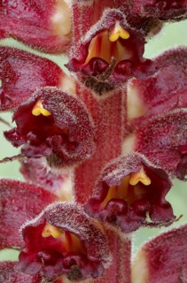 Big greater broomrape