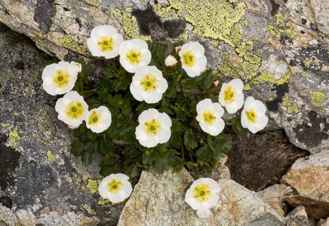 Glacier Crowfoot