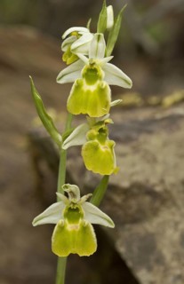Chesterman's orchid