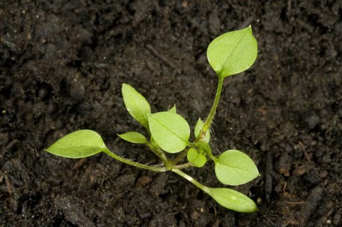 Seedling developing into a young plant of chickweed