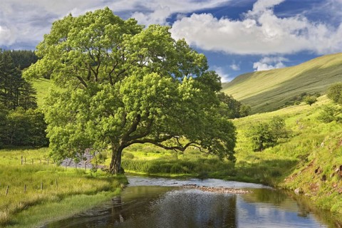 Common Ash