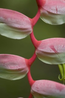 Heliconia