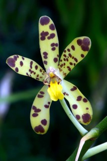 Flower of the West African african ansellia
