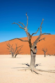Dead camel thorn