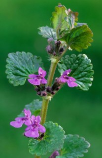 Ground ivy