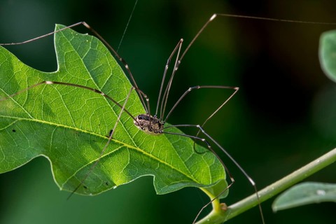 Female Leiobunum rotundum